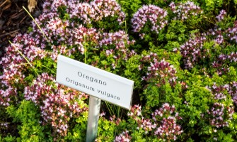 Řecké oregano (Origanum heracleoticum)